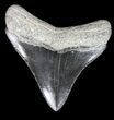 Serrated, Posterior Megalodon Tooth - Georgia #40636-1